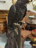 Bronzes papegøjefigur i naturlig størrelse på grenfod – Animalier, Frankrig/Europa, midt-sent 20. århundrede efter 19. århundrede modeller - Billede 21