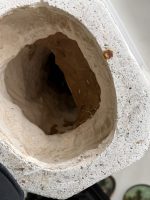 Liela izmēra, ļoti smaga skulptūra/figūra no baznīcas, ar mākslinieka parakstu Madonna ar Bērnu Jēzu un Vissvētāko Sirdi — Neoģotika / Katoliskā atdzimšana, Ljēža (Beļģija), ap 1870.–1910. · Autors: Léon Beaujean, Liège(6494) - Image 21