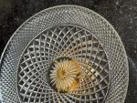 Antique cut crystal fruit bowl on gilded bronze fish base (6733) - Image 9